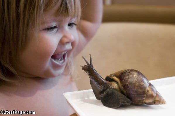 Huge Snail