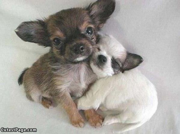 Hugging Puppies