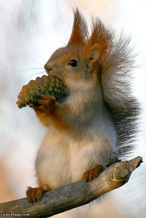 Hungry Squirrel