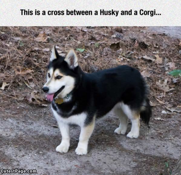 Husky And Corgy Mix