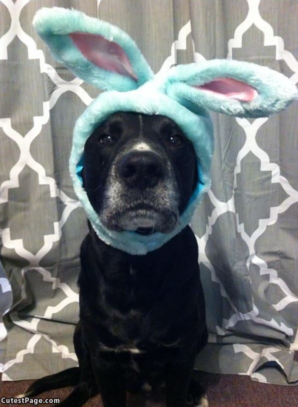 I Am A Bunny