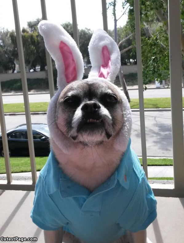 I Am A Bunny