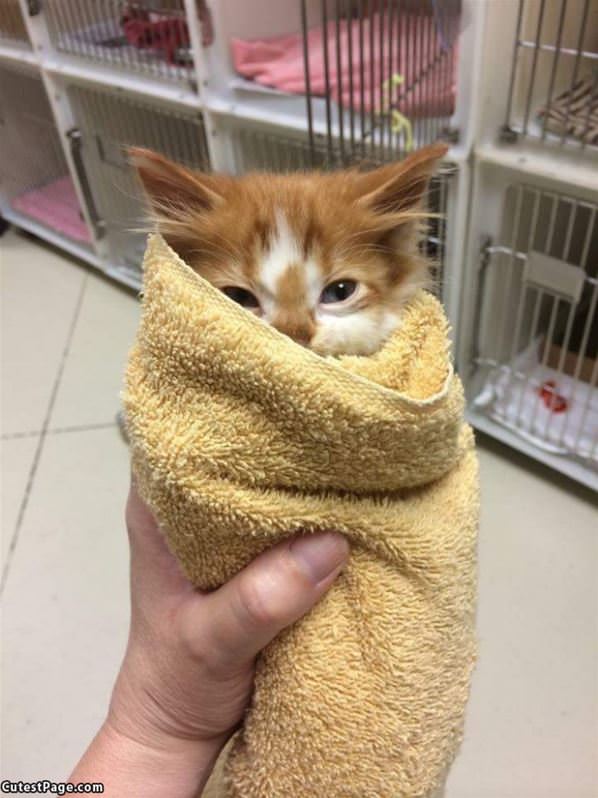 I Am A Purrito