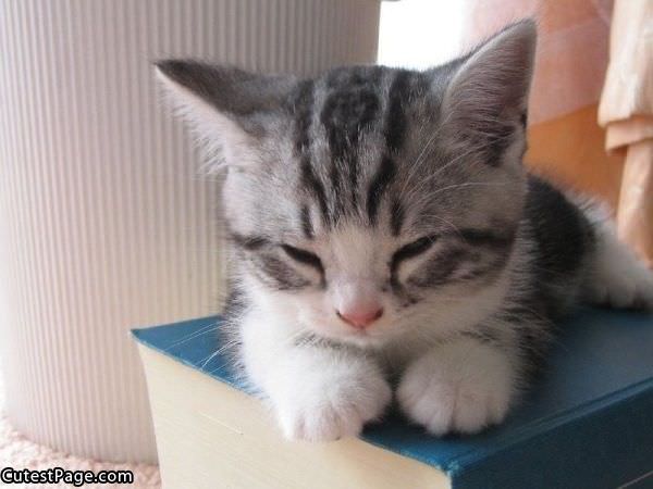 I Am Cute Sleeping Cat