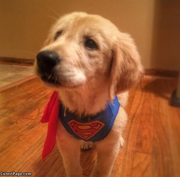 I Am Super Puppy