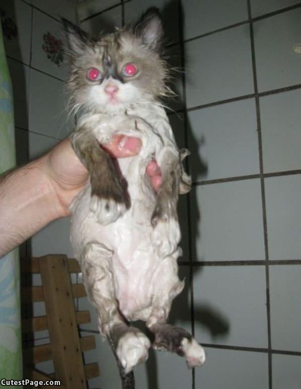 I Am Wet Kitty