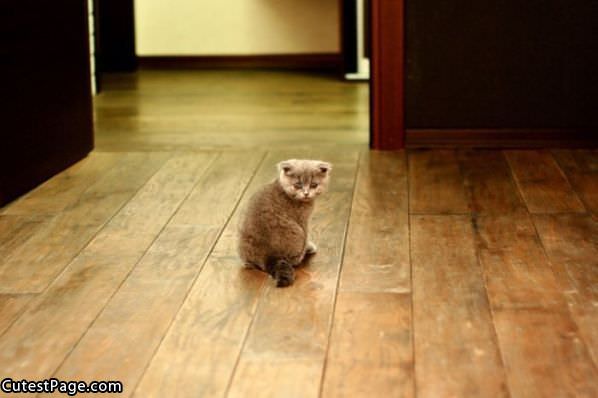 I Are Sad Cat