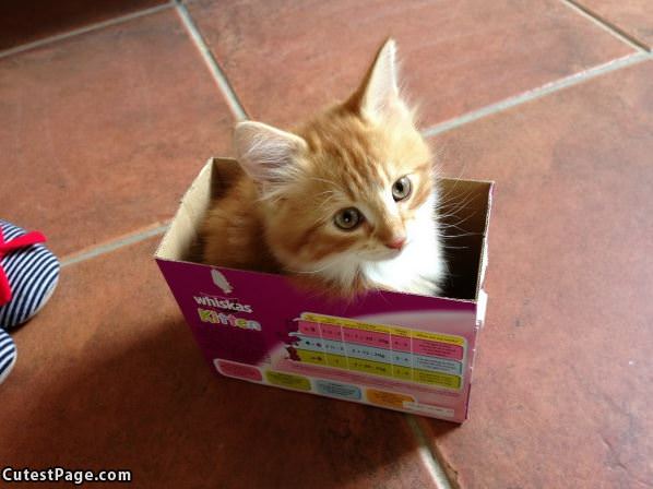 I Fit In This Tiny Box