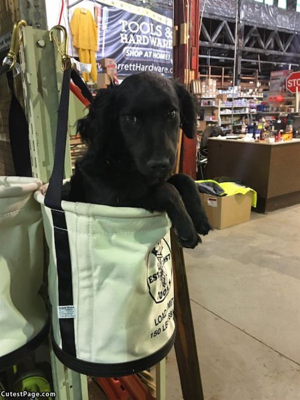 I Has A Bag