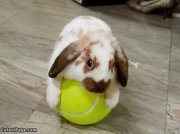 I Has A Ball