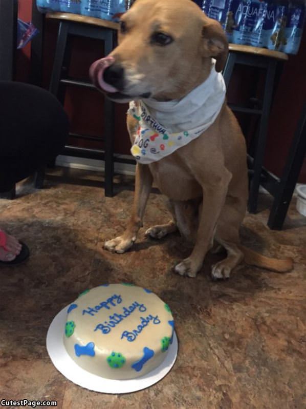 I Has A Birthday Cake