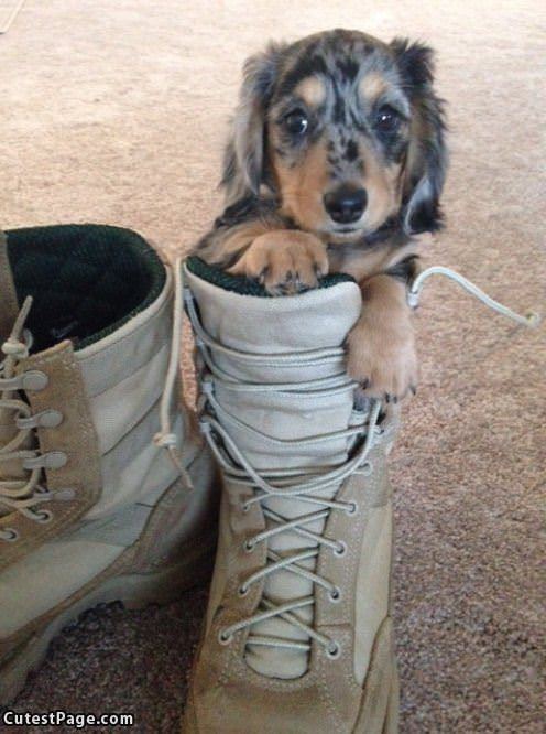 I Has A Boot