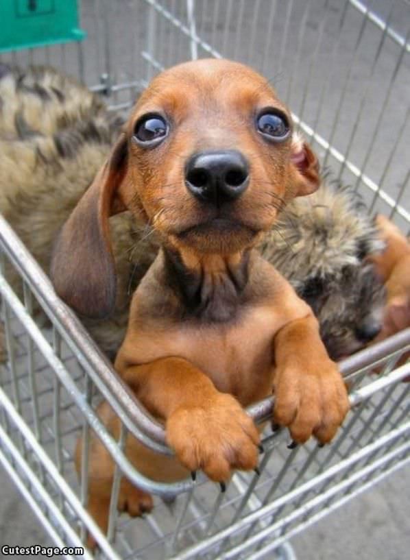 I Has A Cart