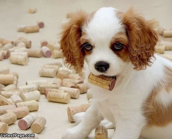 I Has A Cork