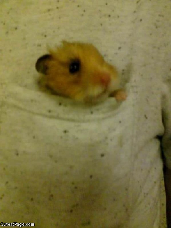 I Has A Pocket