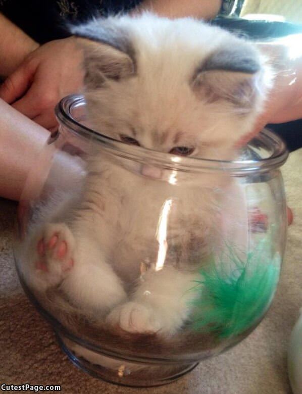 I Has A Small Jar