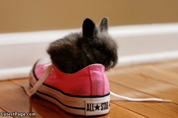 I Has A Sneaker