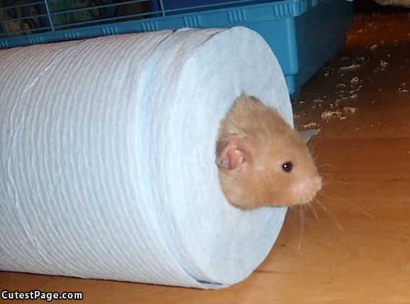 I Has A Spot