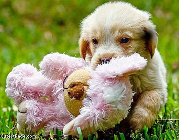 I Has A Teddy