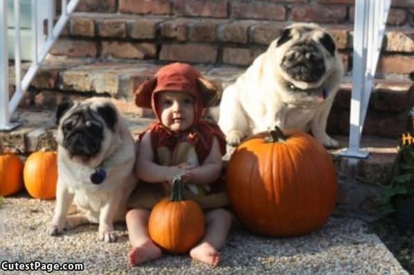 I Has Pugs