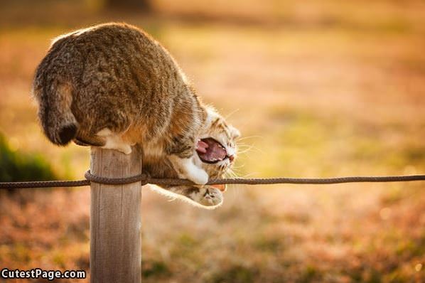 I Hate This Fence