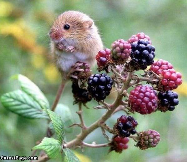 I Likes Berrys