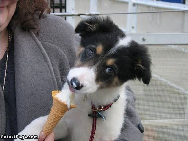 I Love Ice Cream