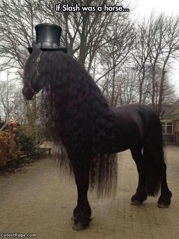 If Slash Was A Horse