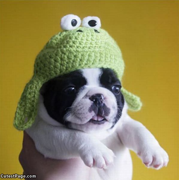 Im A Frog Woof