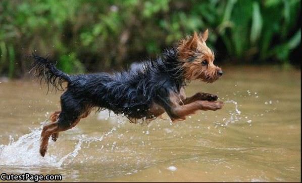 Jumping Cute Puppy