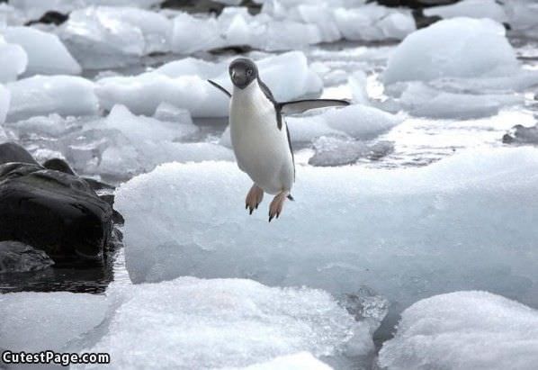 Jumping Penguin