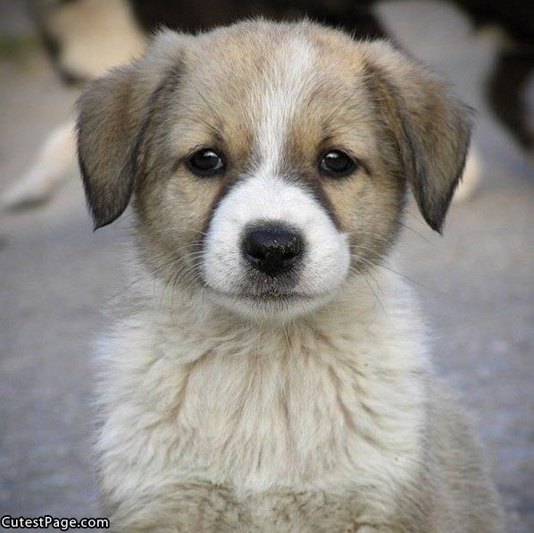Just A Cute Puppy