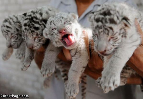 Just Little Babies