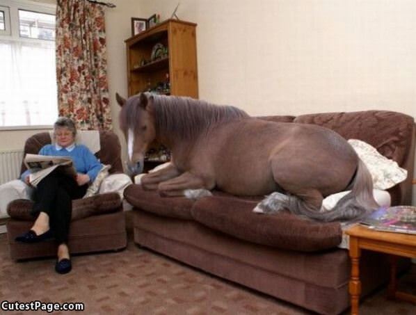 Just My Pet Horse