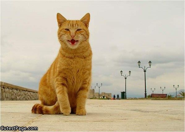 Kinda Happy Cat