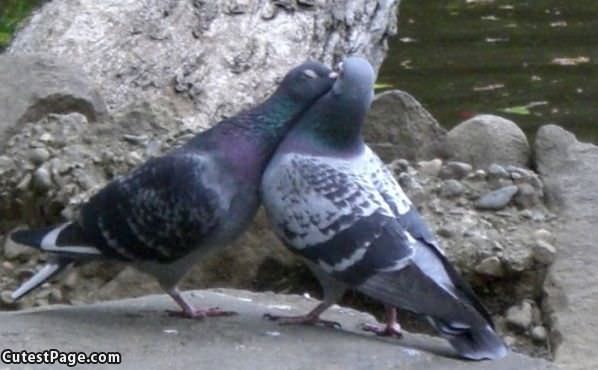 Kissing Birds