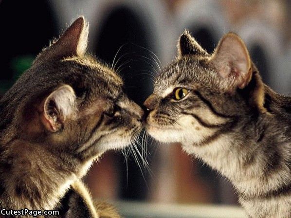 Kissing Cats