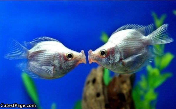 Kissing Fish