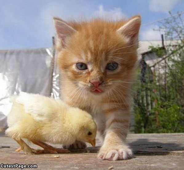 Kitten And Chick