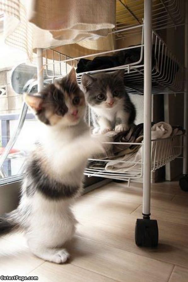 Kitten Cart