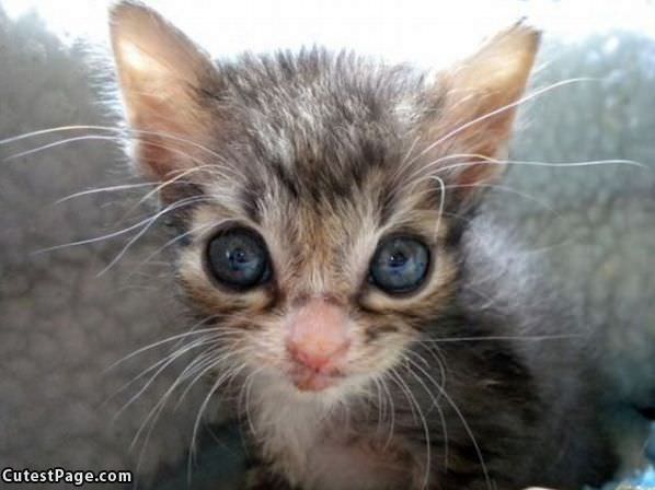 Kitten Closeup