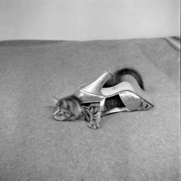 Kitten High Heel