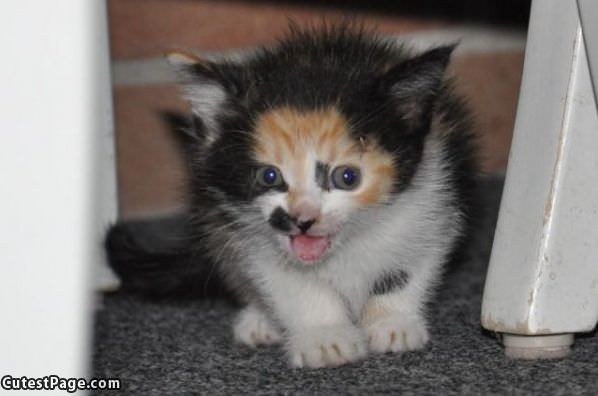 Kitten Meow Face