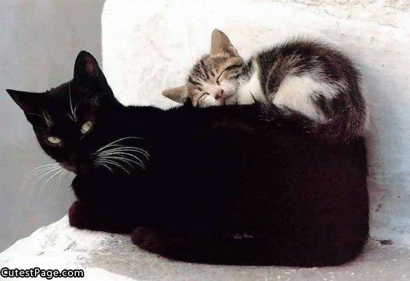 Kitten On Cat