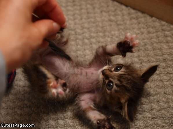 Kitten Play Time