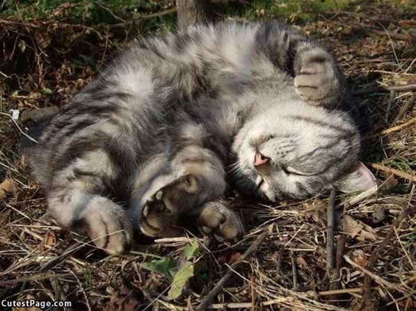 Kitten Relaxing