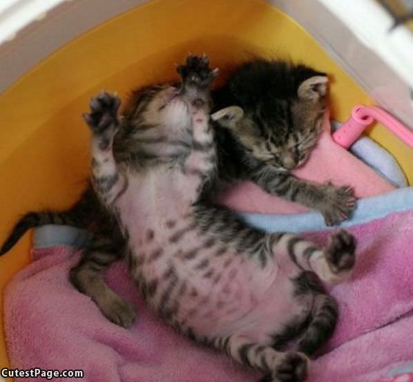 Kitten Stretch