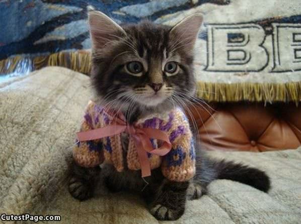 Kitten Sweater