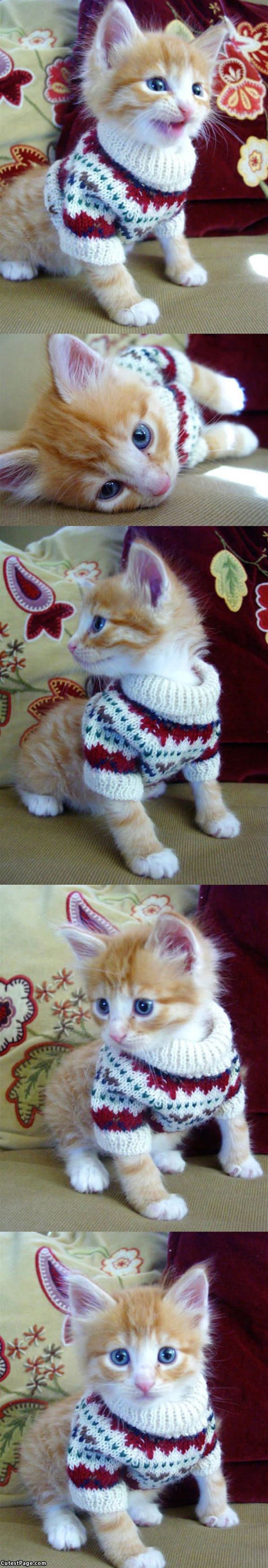 Kitten Sweater