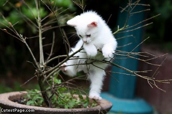 Kitten Tree Climb